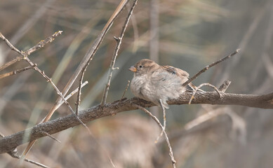  A Tiny Fluffy Sparrow (Passer domesticus)