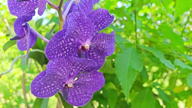 Vanda  orchid isolated on  a background