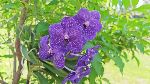 Vanda  orchid isolated on  a background