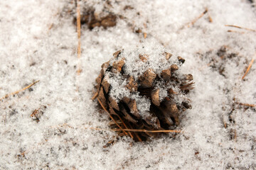winter landscape with trees and snow