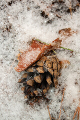 winter landscape with trees and snow
