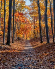 Obraz premium A scenic autumn trail lined with vibrant trees showcasing a mix of orange, red, and yellow leaves, leading through a peaceful forest path.