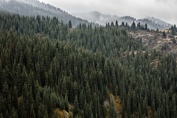 Fototapeta premium landscape in the morning