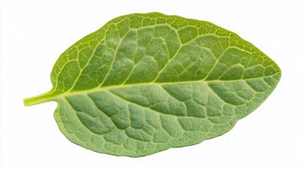 Fototapeta premium Closeup of a vibrant green leaf