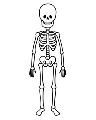 Fototapeta premium human skeleton vector illustration line art transparent background