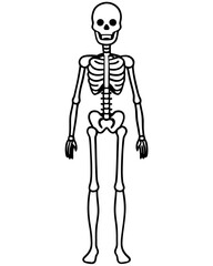 human skeleton vector illustration line art transparent background