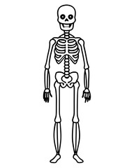 human skeleton vector illustration line art transparent background