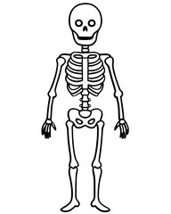 human skeleton vector illustration line art transparent background