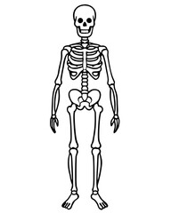 human skeleton vector illustration line art transparent background