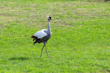 Crowned Crane (Balearica regulorum), a crane-like bird in the Gruidae family, on green grass.