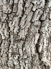 Obraz premium background from the bark of an old tree