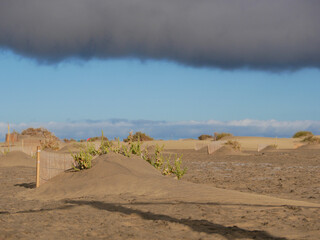 Special fence barriers for conservation ecosystem plants of dune in Maspalomas, Gran Canaria. Natural reserve to protect Traganum Moquinii plant, which helps to form dunes and regulate sand movement