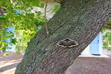 Closeup on the Giant or Great Peacock Emperor moth, Saturnia pyri sitting on a tree trunk by day
