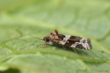 Closeup on a small brown Tortricid Heater moth, Argyrotaenia lju