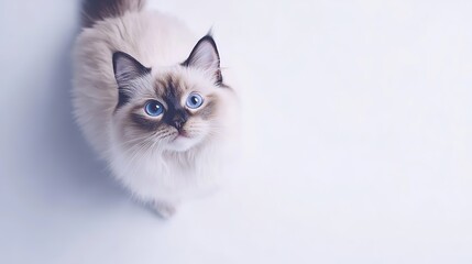 Fluffy Ragdoll kitten with bright blue eyes looking up.