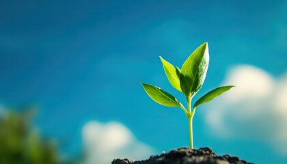 A small green seedling emerges from dark soil against a bright blue sky, symbolizing growth and new beginnings.
