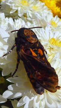 African death's-head hawkmoth Acherontia atropos - large rare hawk moth with poorly spread wings on flowers in the garden, southern Ukraine