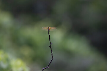 The vibrant dragon fly perched on a thin branch. The background is blurred green in color with bokeh effect.