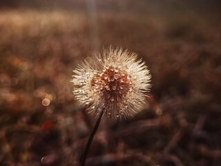 Wet dandelion flower on the morning sun. Melting morning ice on dandelion plant with dew drops on it