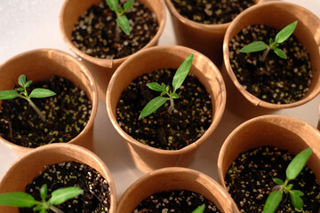 Young seedling tomato  in paper pots. Home greenhouse