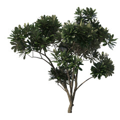 Frangipagi, kamboja, plumeria, evergreen, small tree, bush, light for daylight, easy to use, 3d render, isolated