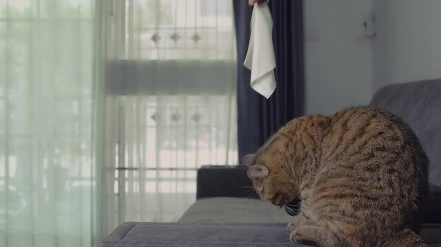 A Scottish Fold cat is happily and deliciously eating the food that its owner offers from above on the sofa.