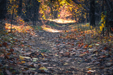 A serene forest path, adorned with vibrant autumn leaves in fiery red and golden yellow, invites...