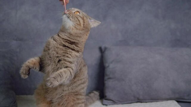 A Scottish Fold cat is happily and deliciously eating the food that its owner offers from above on the sofa.