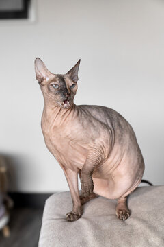gato Sphinks en casa en sofa
