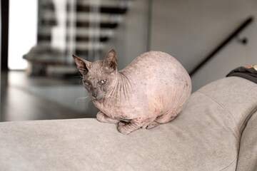 gato Sphinks en casa en sofa
