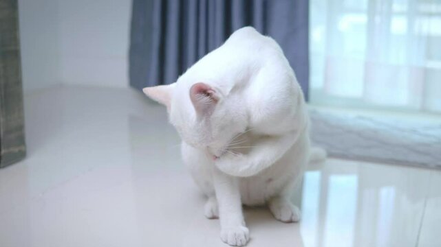 A cute white cat is sitting in the house, licking its legs and body to clean itself. Behind it is a beautiful flowing white curtain.