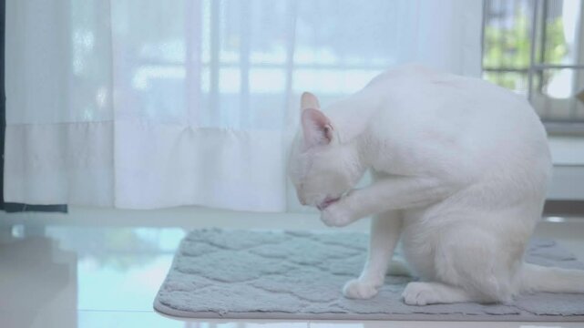A cute white cat is sitting in the house, licking its legs and body to clean itself. Behind it is a beautiful flowing white curtain.