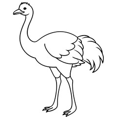 Fototapeta premium ostrich vector illustration line art transparent background