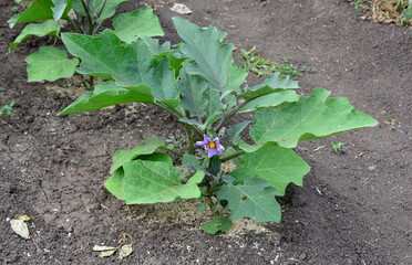an eggplant with purple flowers and green leaves isolated on the ground
