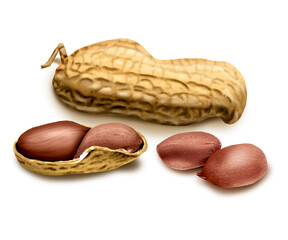 artistic creative peanut illustration