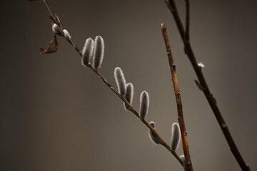 willow catkins