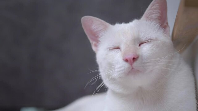 Close-up of a cute white cat sleeping with its eyes closed inside the house