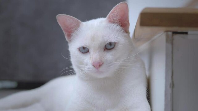 Close-up of a cute white cat sleeping and staring at the camera, looking calm and funny.