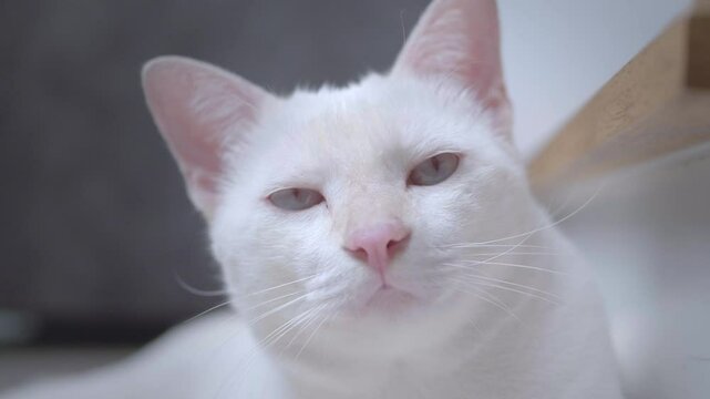 Close-up of a cute white cat sleeping and staring at the camera, looking calm and funny.