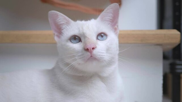 Close-up of a cute white cat sleeping and staring at the camera, looking calm and funny.