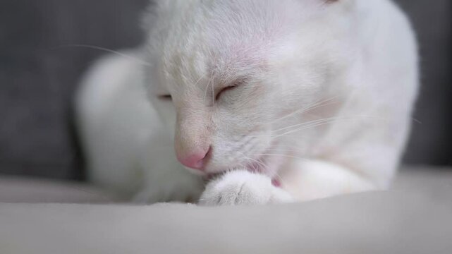 Cute white cat is sitting and licking its legs and body to clean itself on a grey sofa in the house.