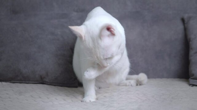 Cute white cat is sitting and licking its legs and body to clean itself on a grey sofa in the house.