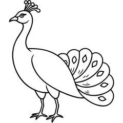 Fototapeta premium peacock vector illustration line art transparent background