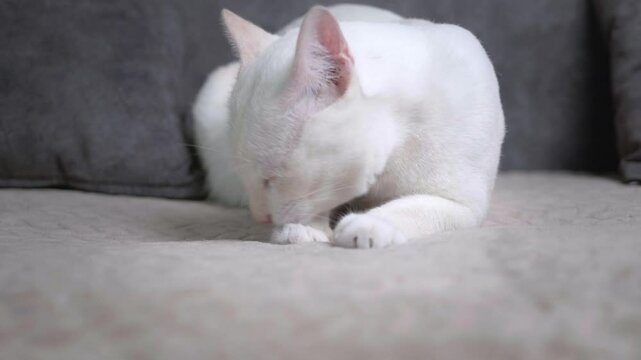Cute white cat is sitting and licking its legs and body to clean itself on a grey sofa in the house.