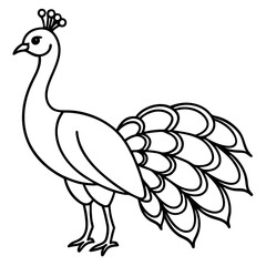 Obraz premium peacock vector illustration line art transparent background