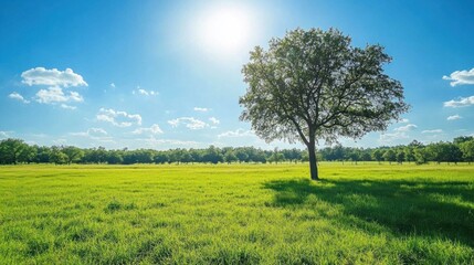 Vibrant green field with a lone tree standing tall against a bright and sunny blue sky