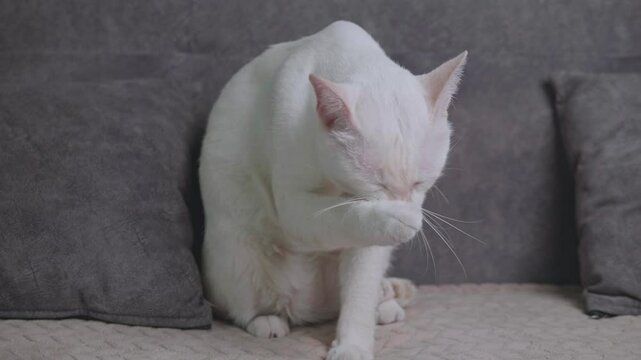 Cute white cat is sitting and licking its legs and body to clean itself on a grey sofa in the house.