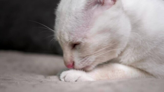 Cute white cat is sitting and licking its legs and body to clean itself on a grey sofa in the house.