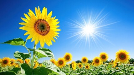 Obraz premium Vibrant sunflower field stretching to the horizon under a clear and sunny sky