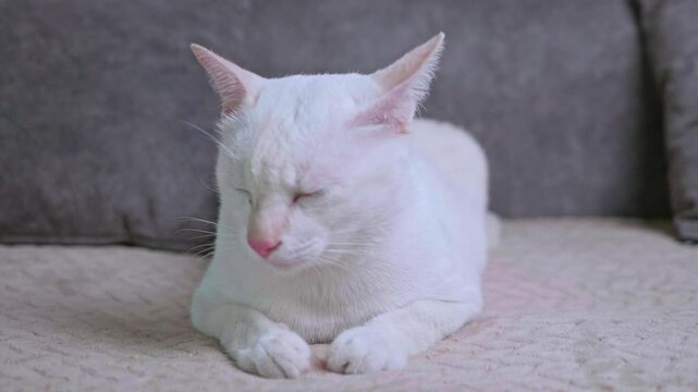 Cute white cat is sitting and licking its legs and body to clean itself on a grey sofa in the house.